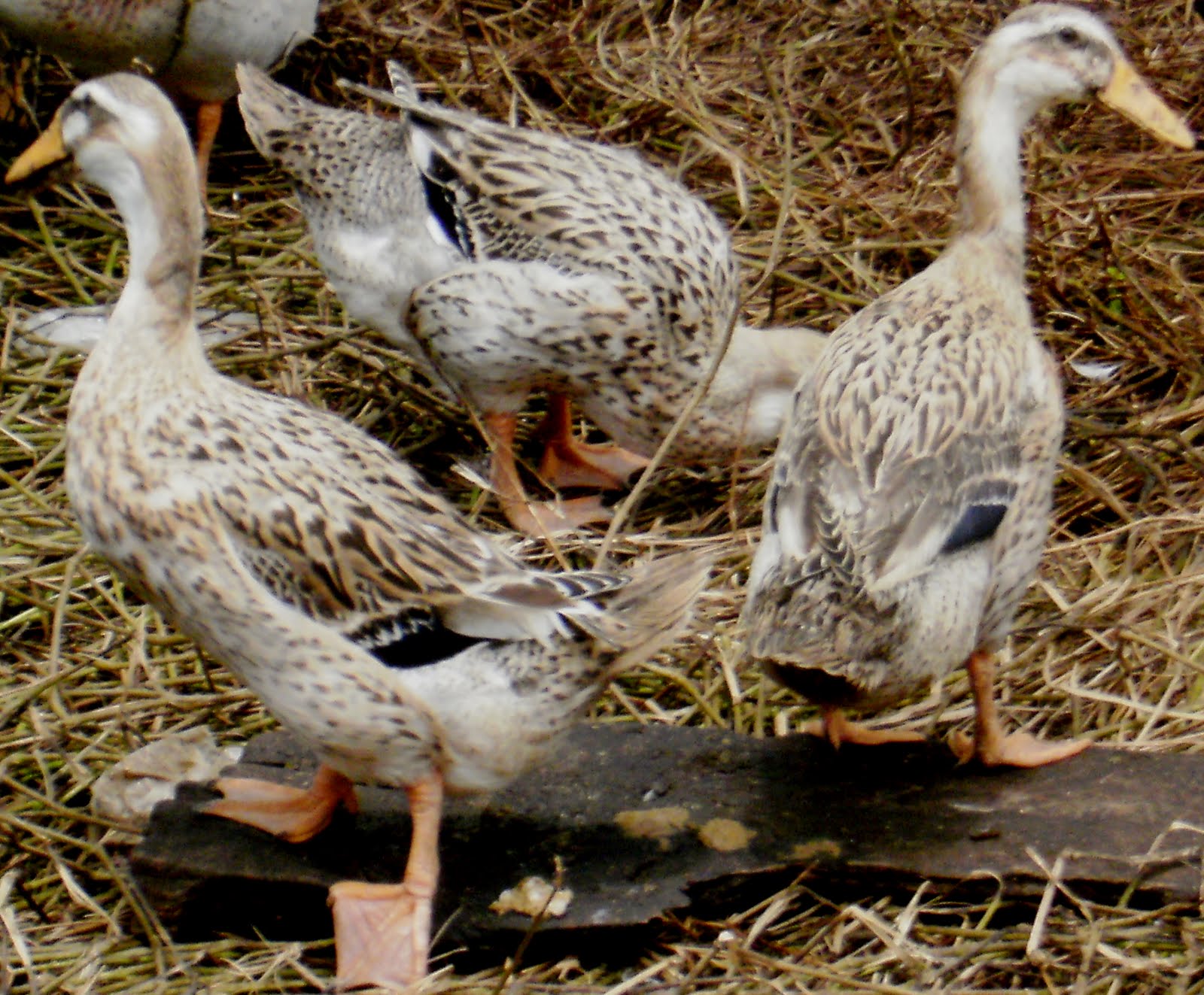telur omega dan telur itik